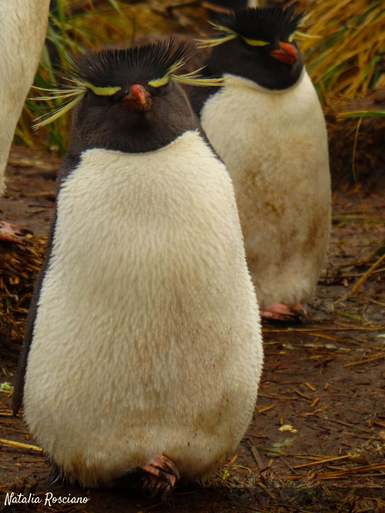 Eudyptes Chrysocome Aves Fin Del Mundo Tierra Del Fuego Ushuaia 